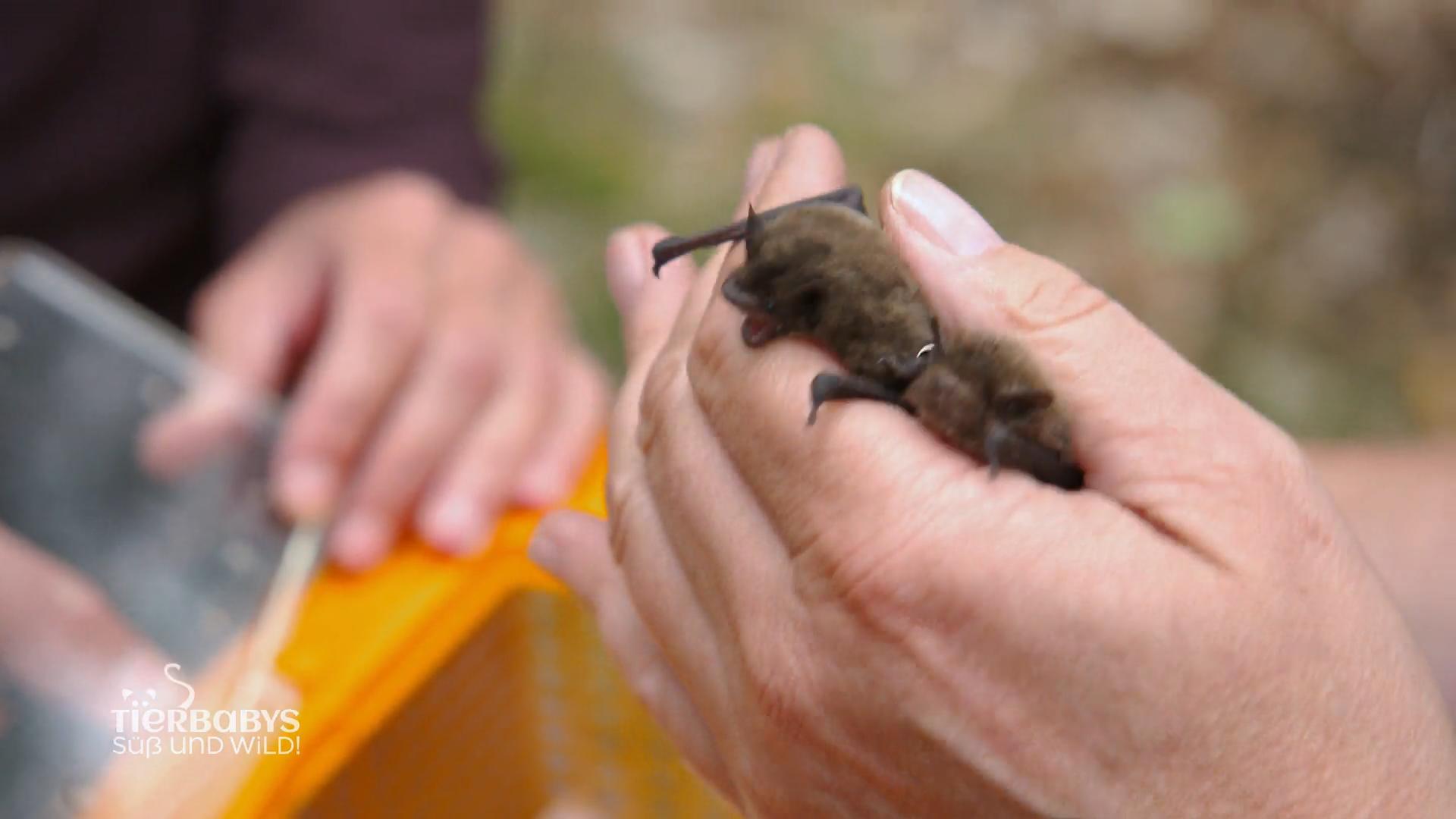 Fledermäuse sind nicht erschreckend