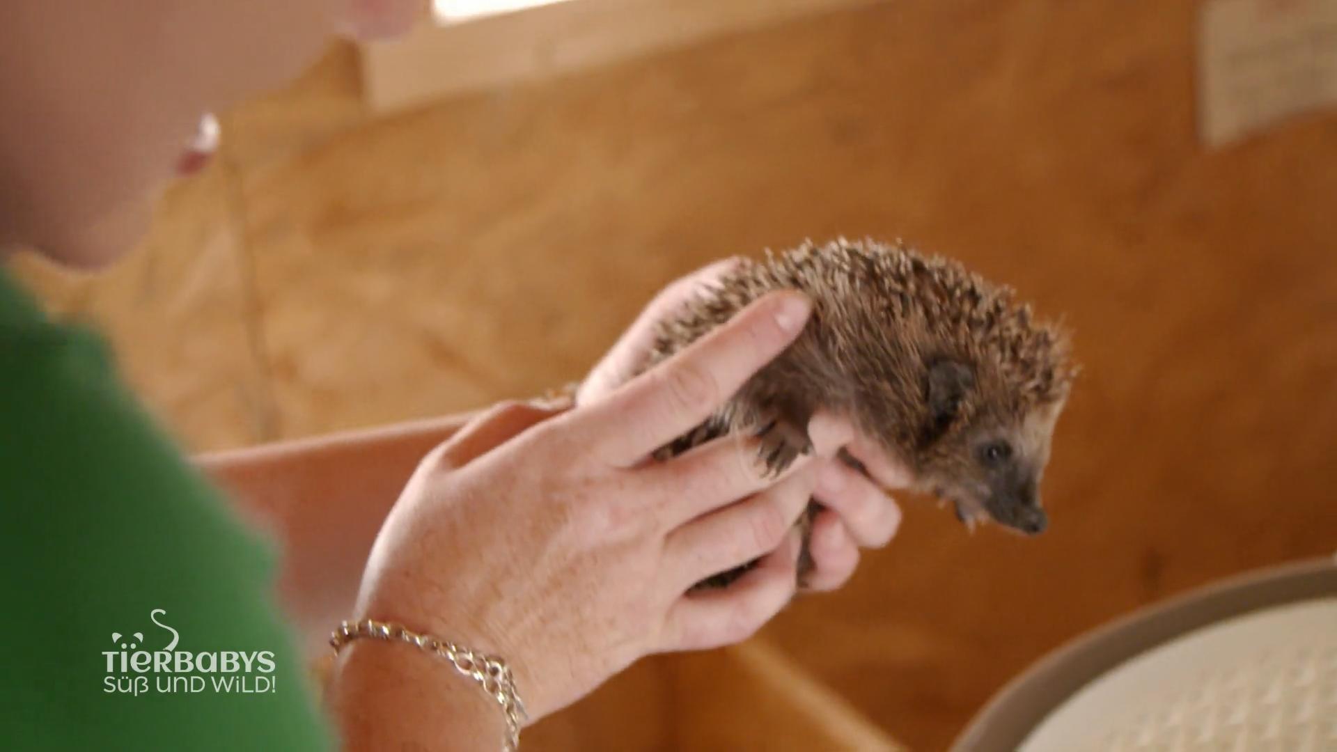 Den Igeln muss es gut geht!