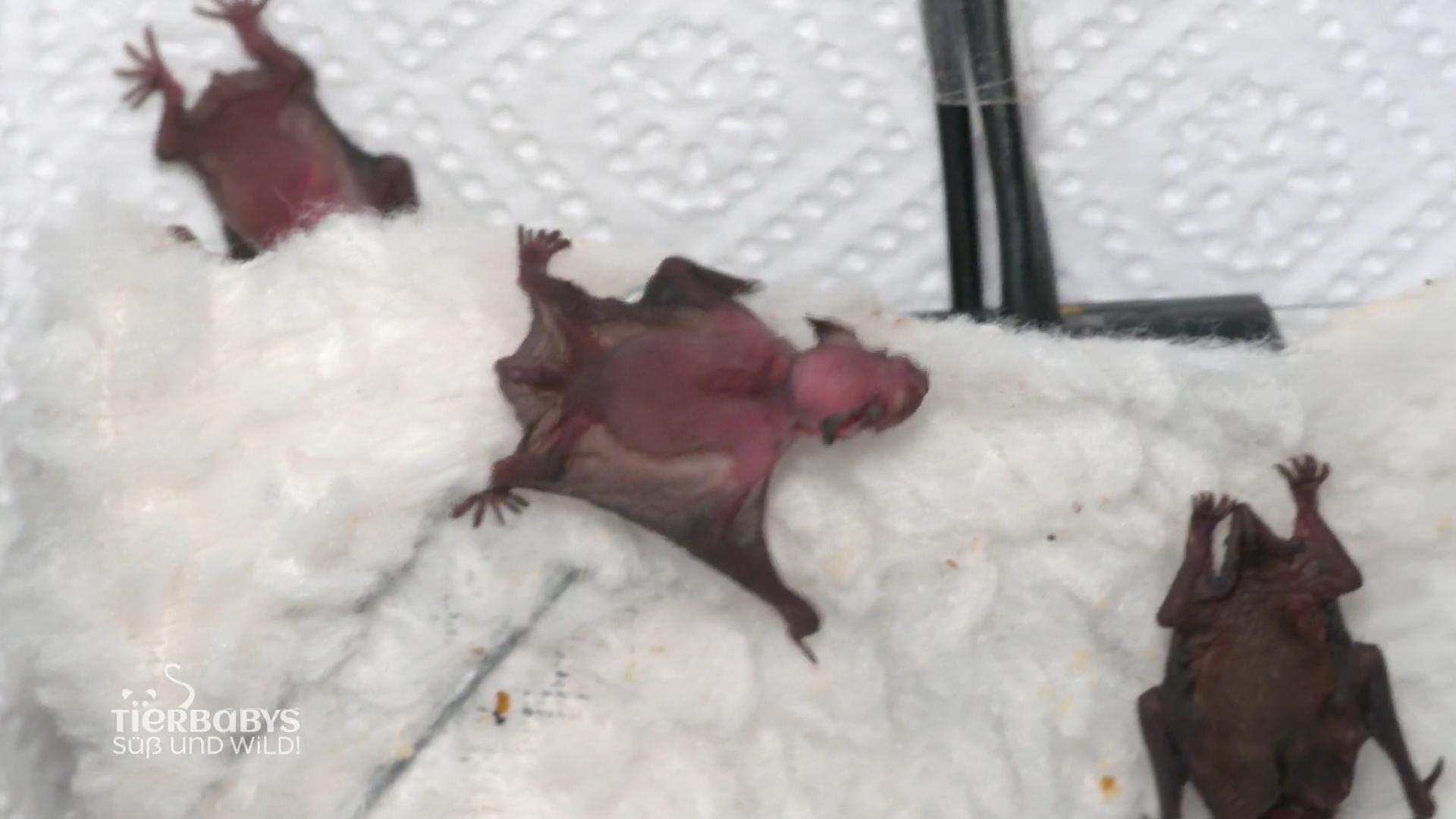 Fläschen geben mal anders