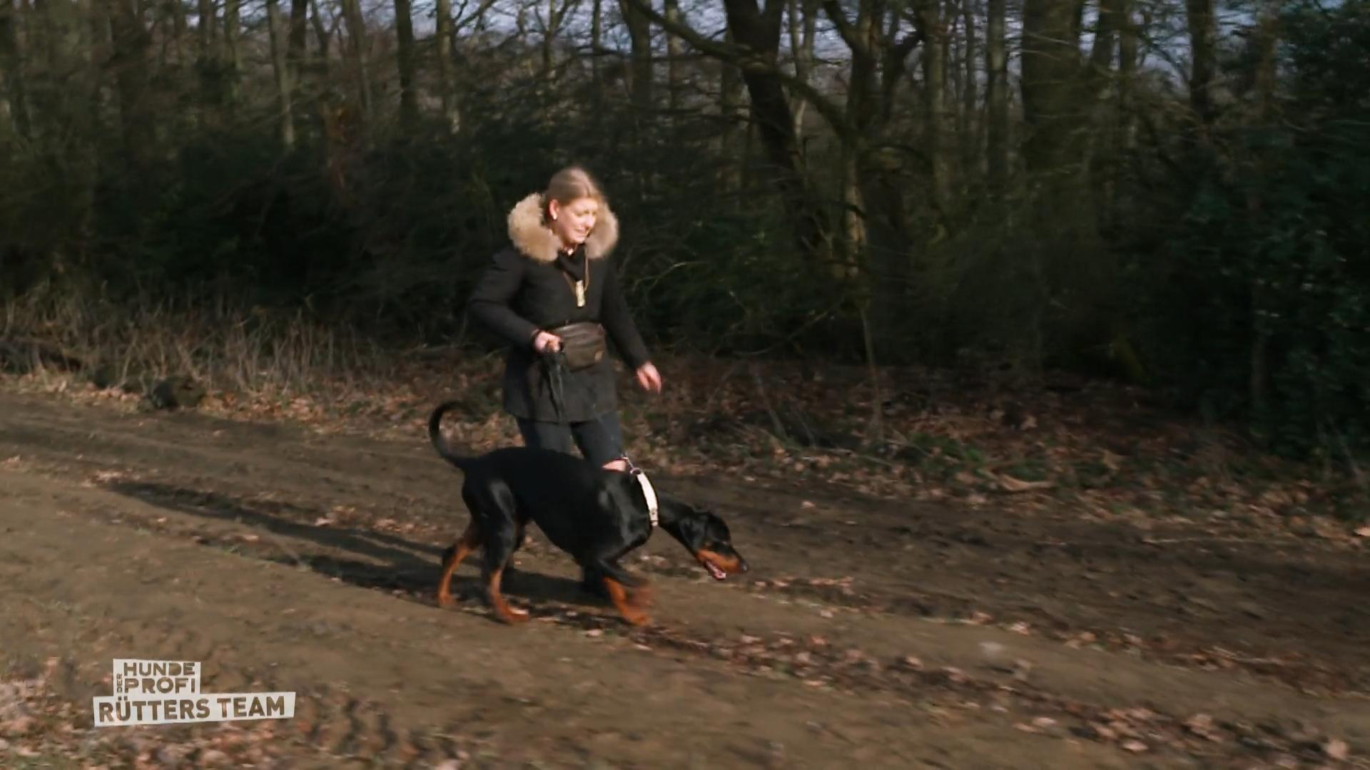 Überforderung wegen Dobermann Akosch?