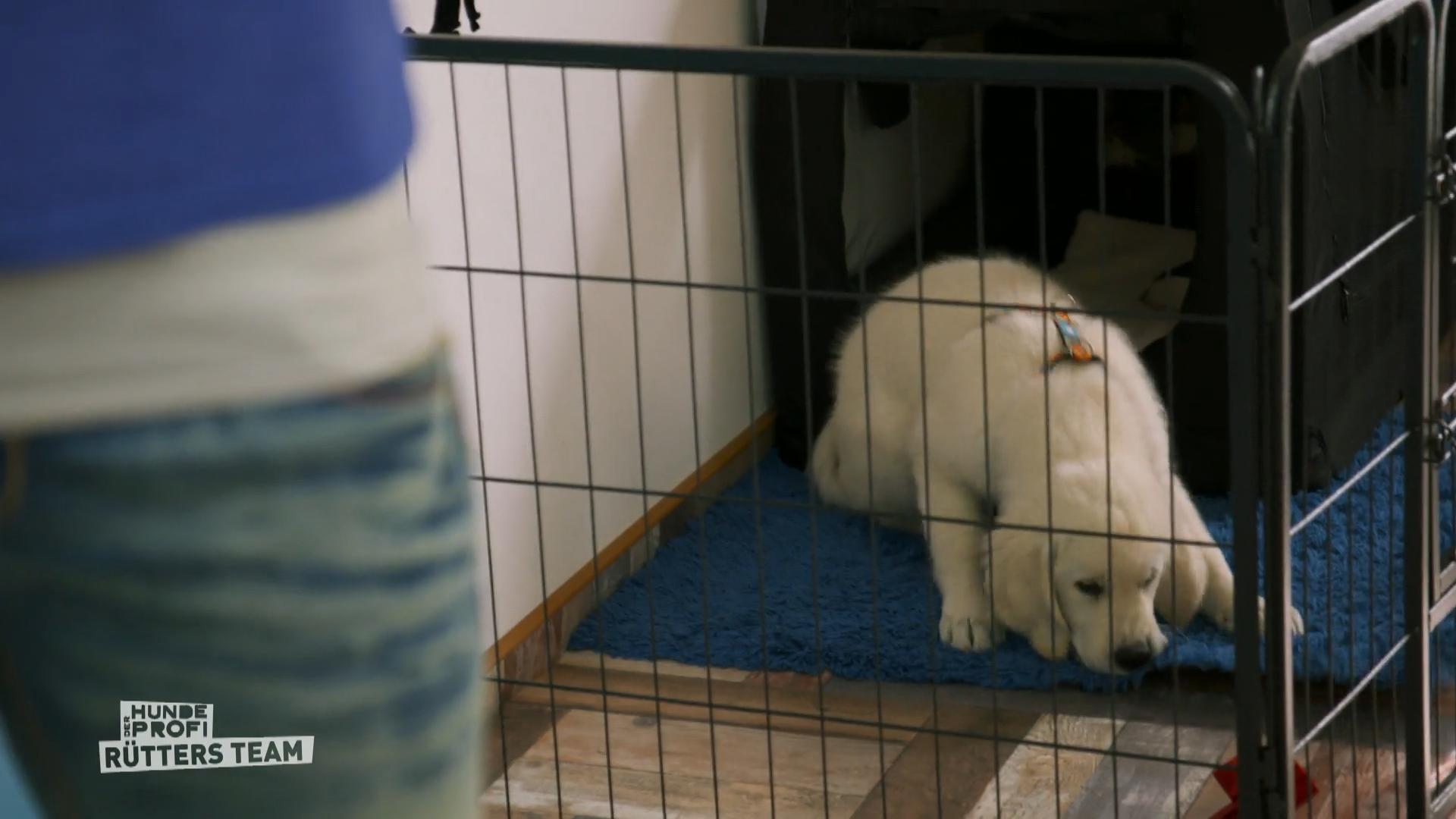 Seven - der neue Therapiehund