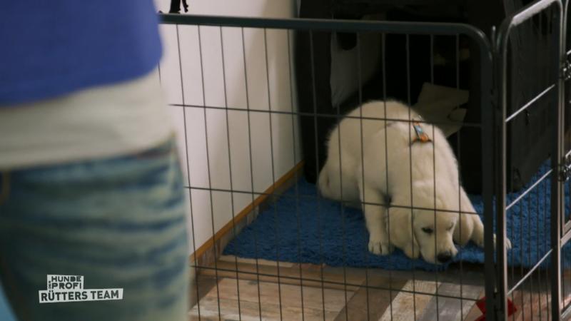Seven - der neue Therapiehund