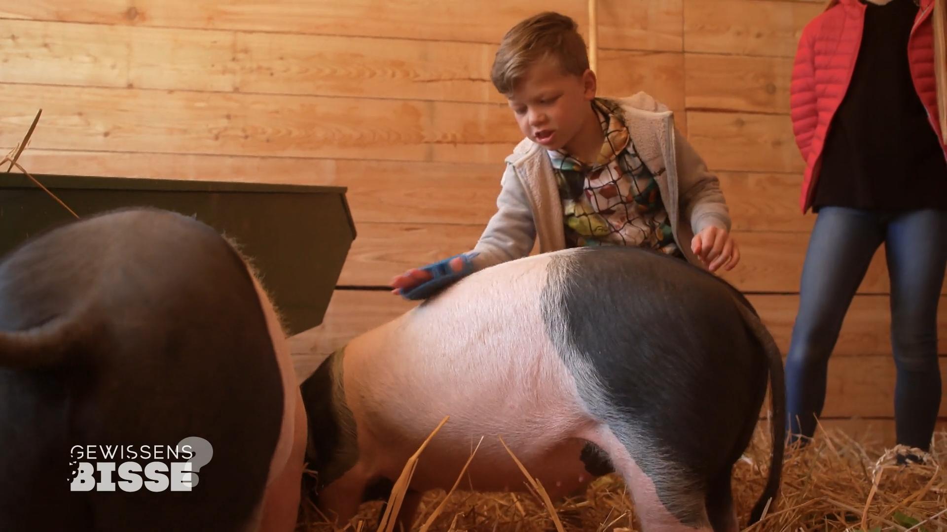 Sehnsucht nach Didi und Dodo