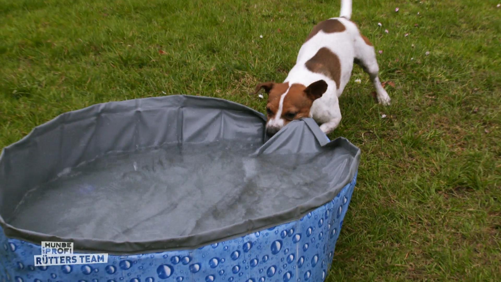 Jack Russell Robbie ist verrückt nach Wasser