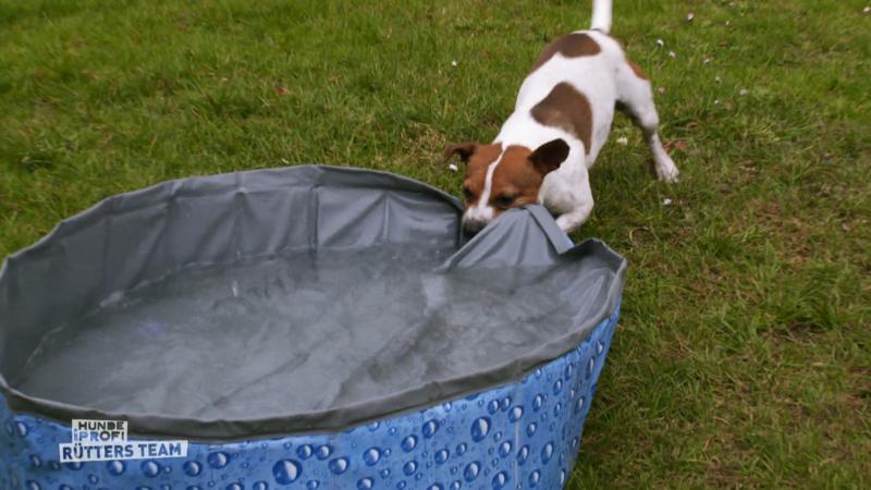 Jack Russell Robbie ist verrückt nach Wasser