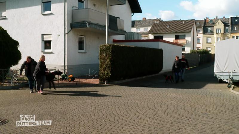 Audrey greift beim Spazieren andere Hunde an!