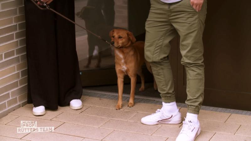 Buddy braucht viel Hife