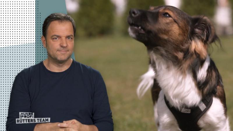 Hündin Laika ist ein echter Störenfried
