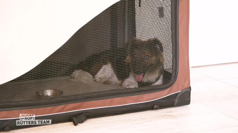 Hoffnung für Laika