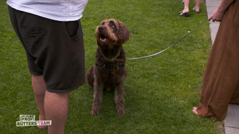 Snoopy, der geborene Therapiehund