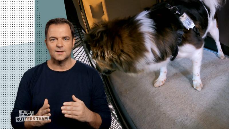 Großer Erfolg für Laika