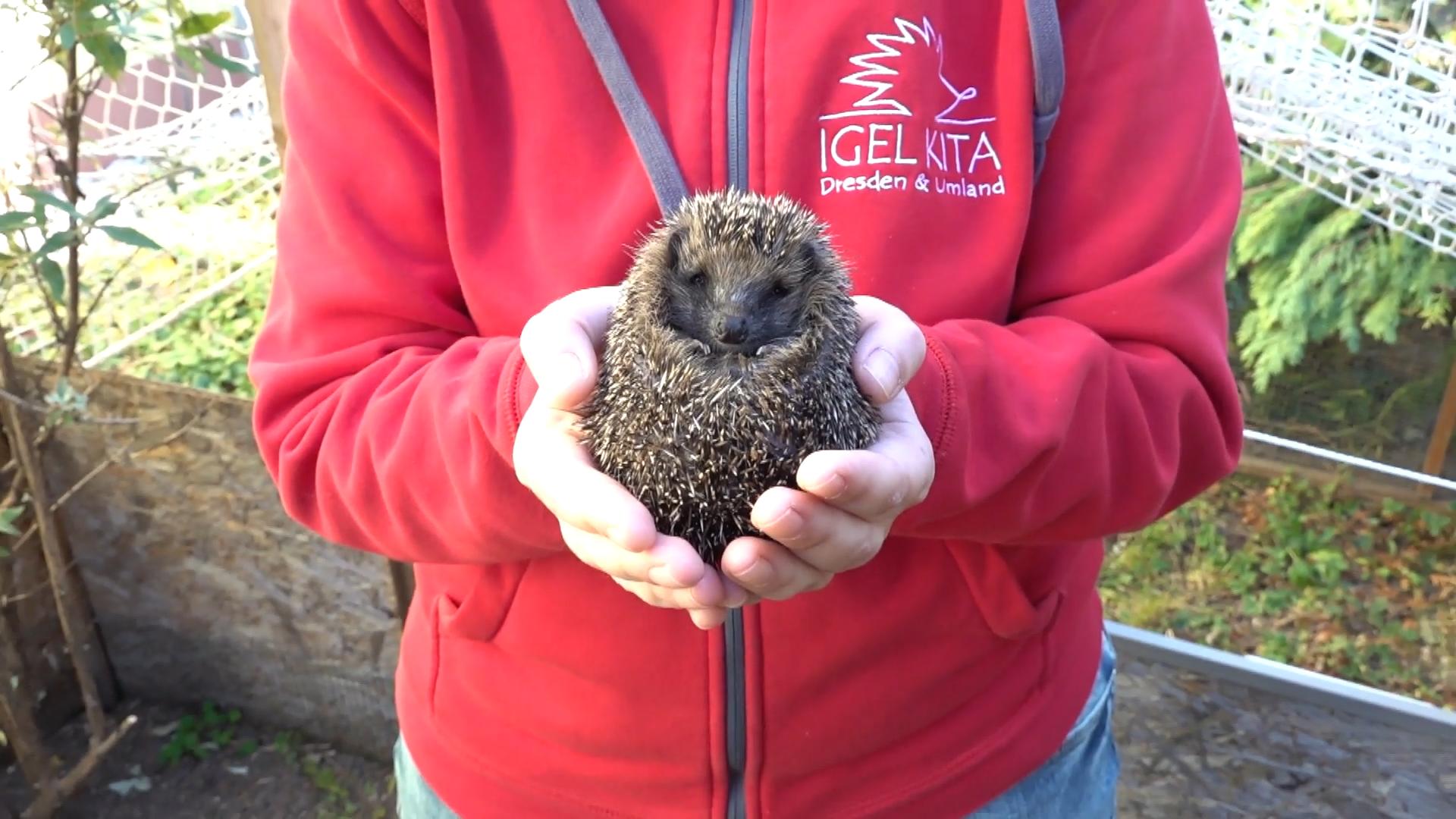 Dresden: Vier Igel tot aufgefunden