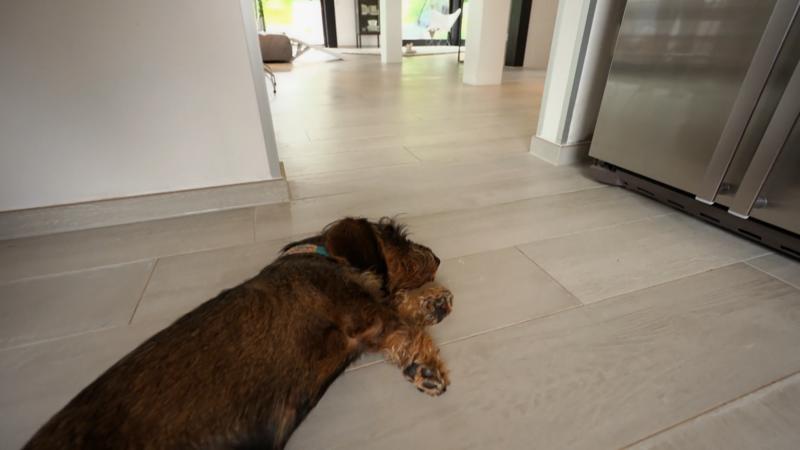 Eine Stretch-Limousine für den Dackel