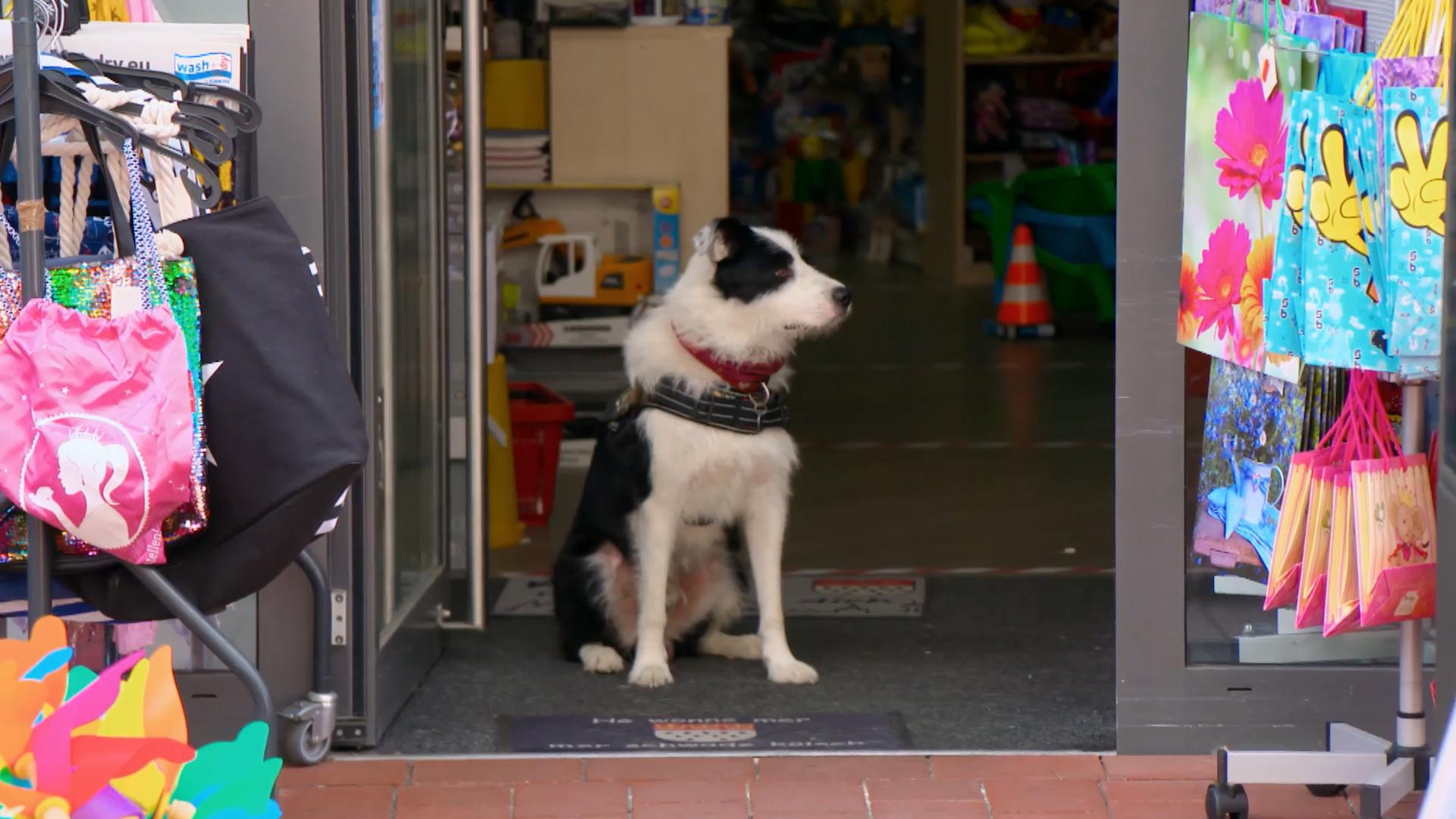 Bleibt Idefix in der "Rappelkiste" cool ?