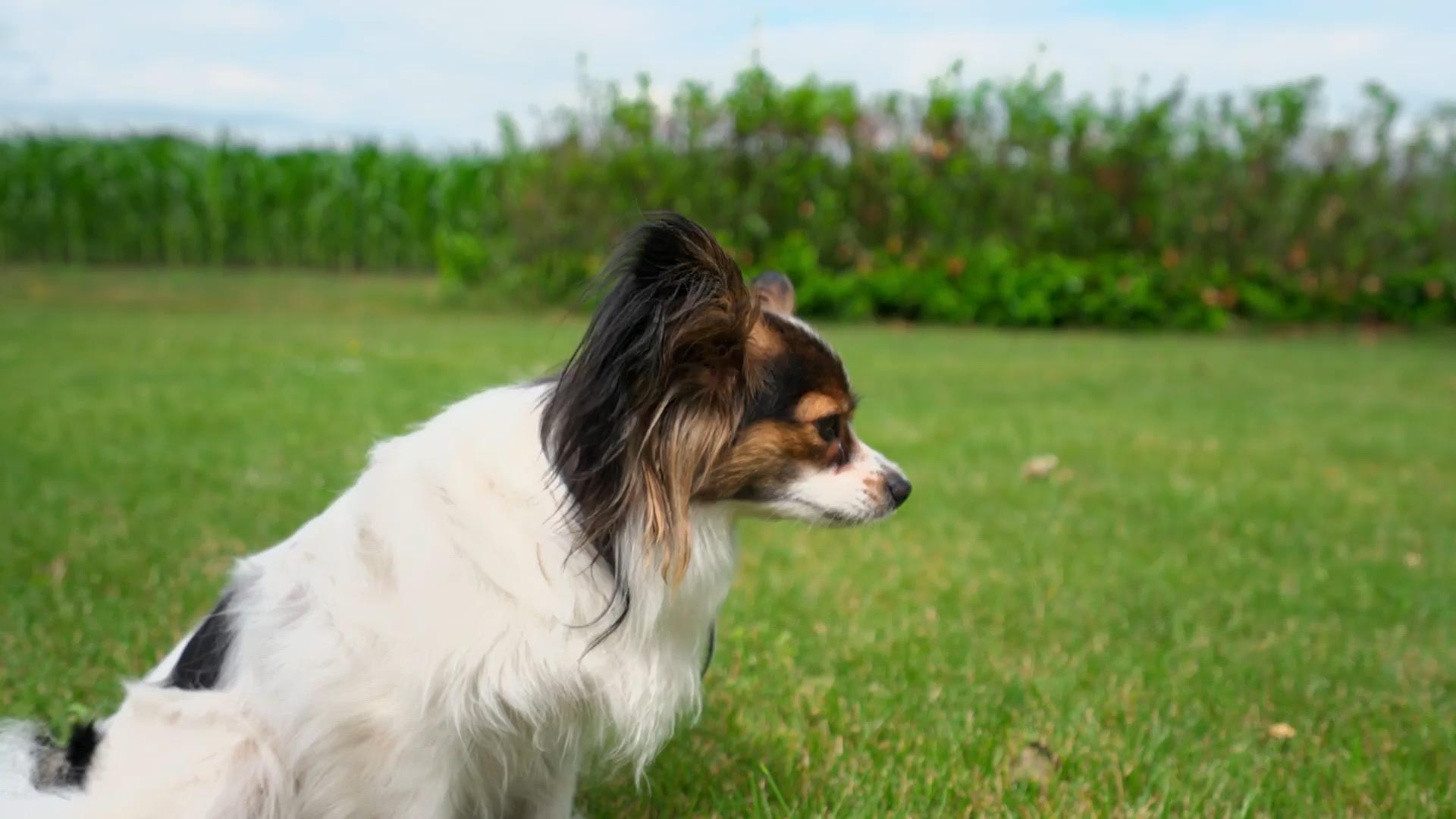 "Wozu braucht ein Hund nen Trick ?"