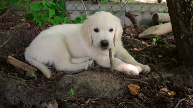 "Es war selbstverständlich, dass wieder ein Hund kommt"
