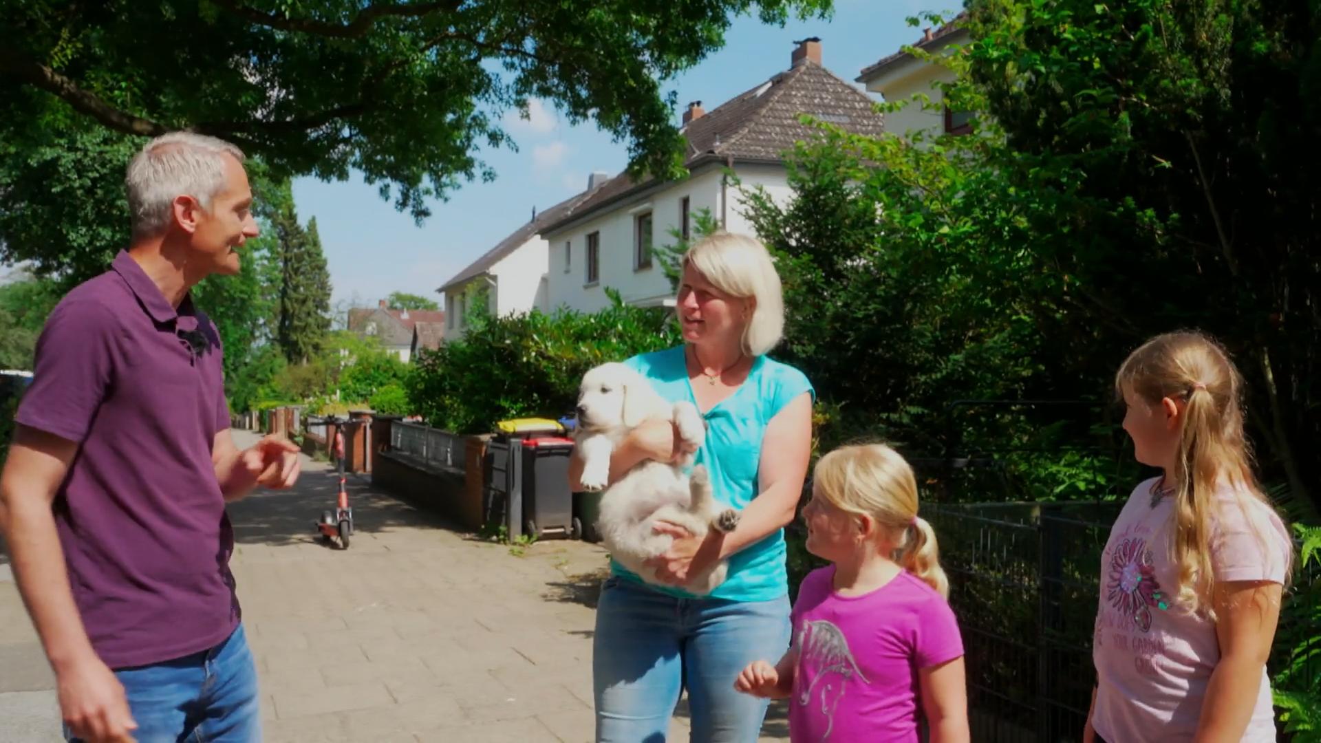 Goldenretriever Hero auf seinem ersten Spaziergang