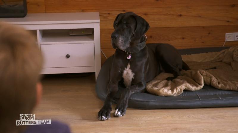 Dogge Jam zeigt langsam Fortschritte!