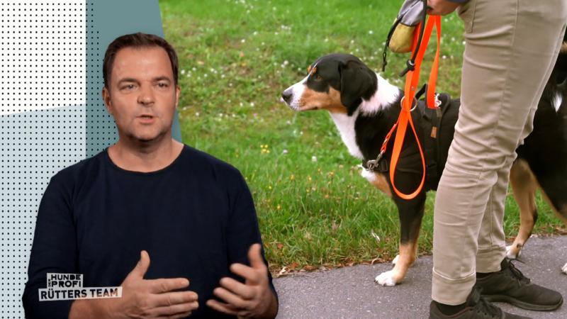 Kira hat das Training gemeistert!