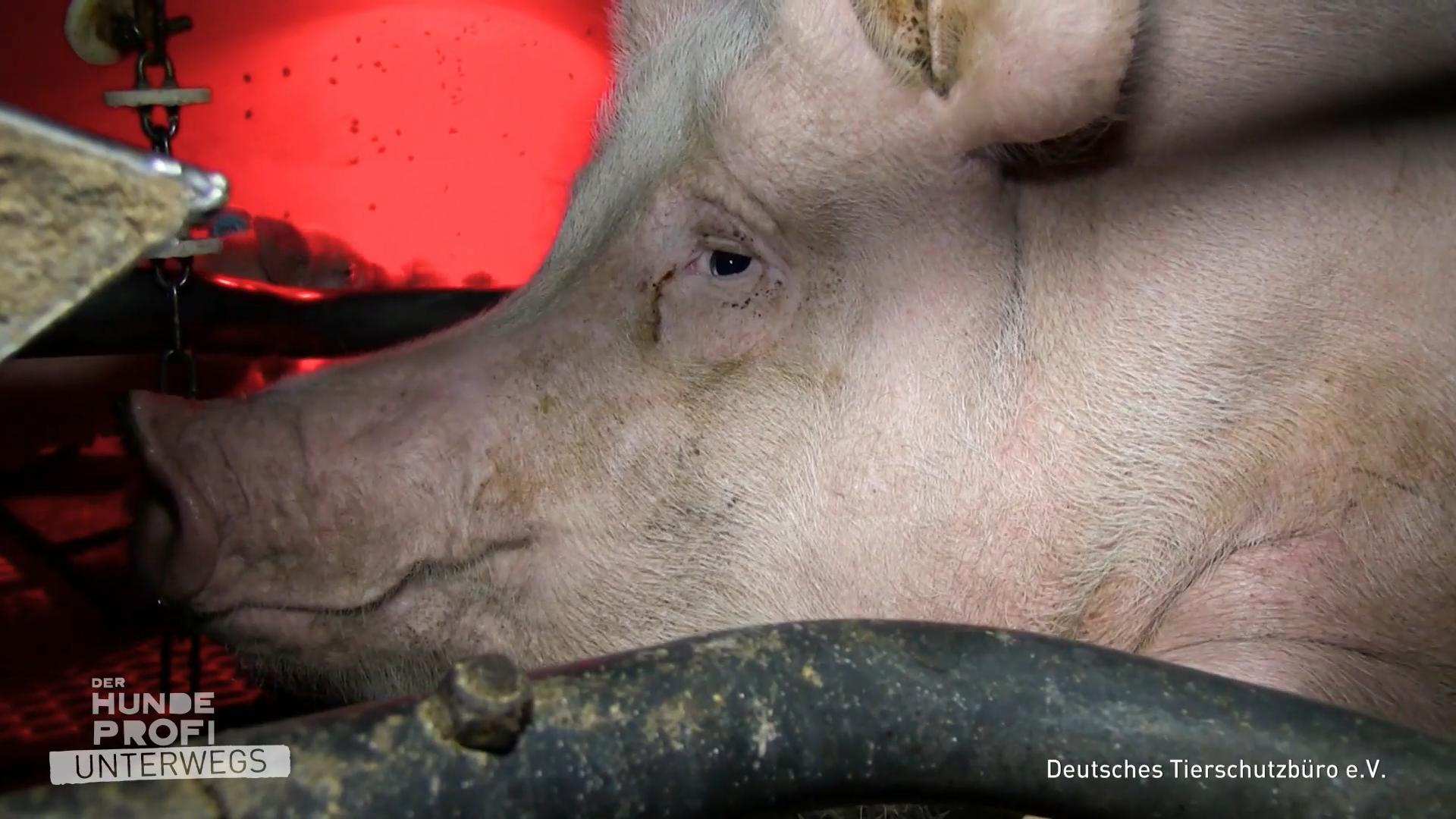 Eine gefährliche Arbeit