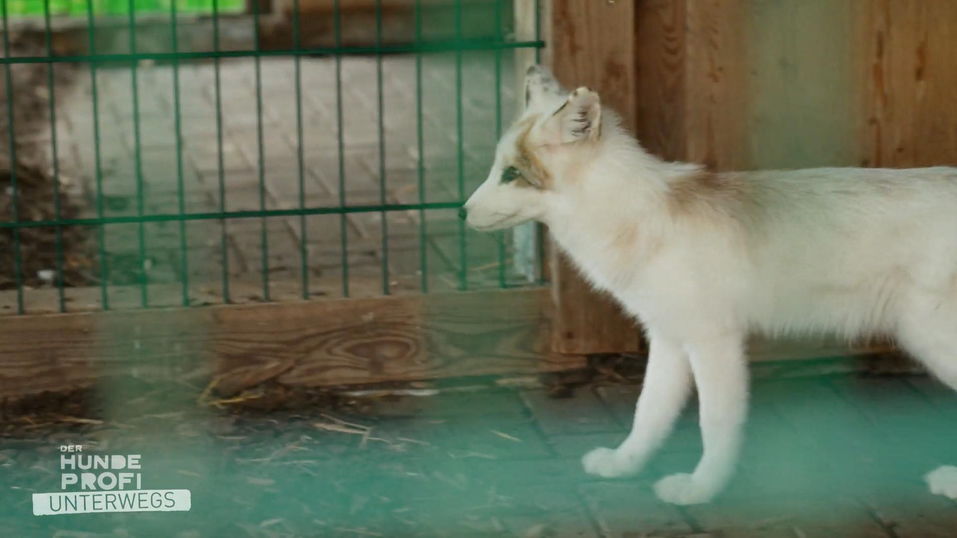 Rütter als Fuchs-Pate