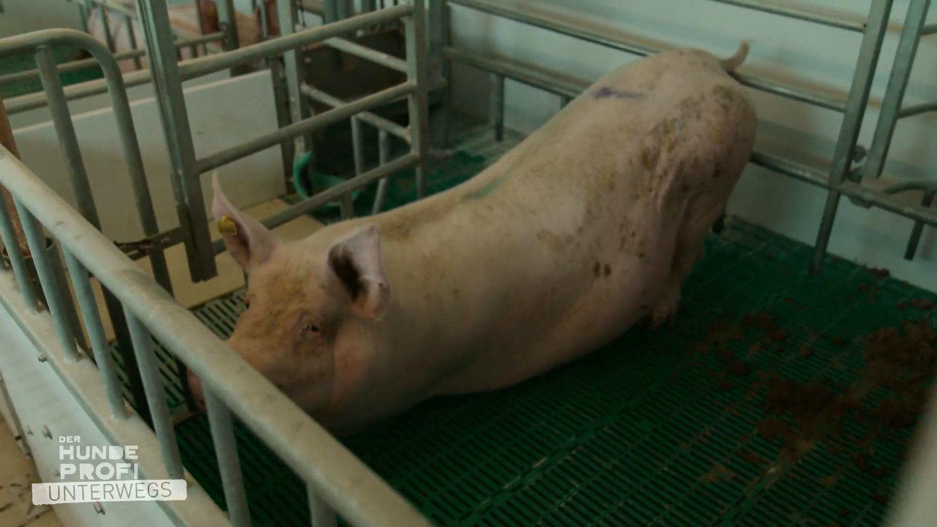 Initiative Tierwohl oder Trug?