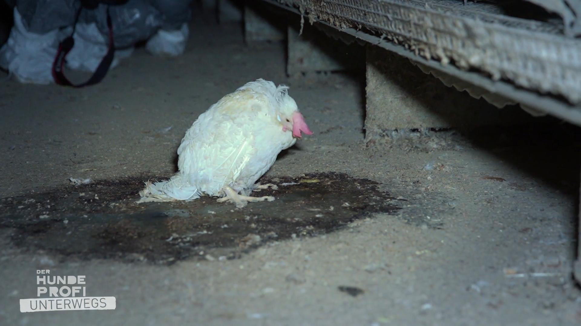 Reihe um Reihe nur leidende Hühner