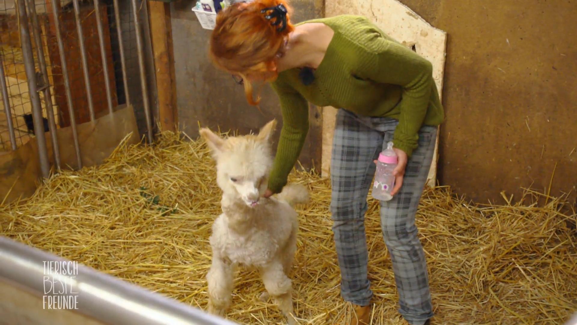 Alpakababy Marie braucht eine Prothese