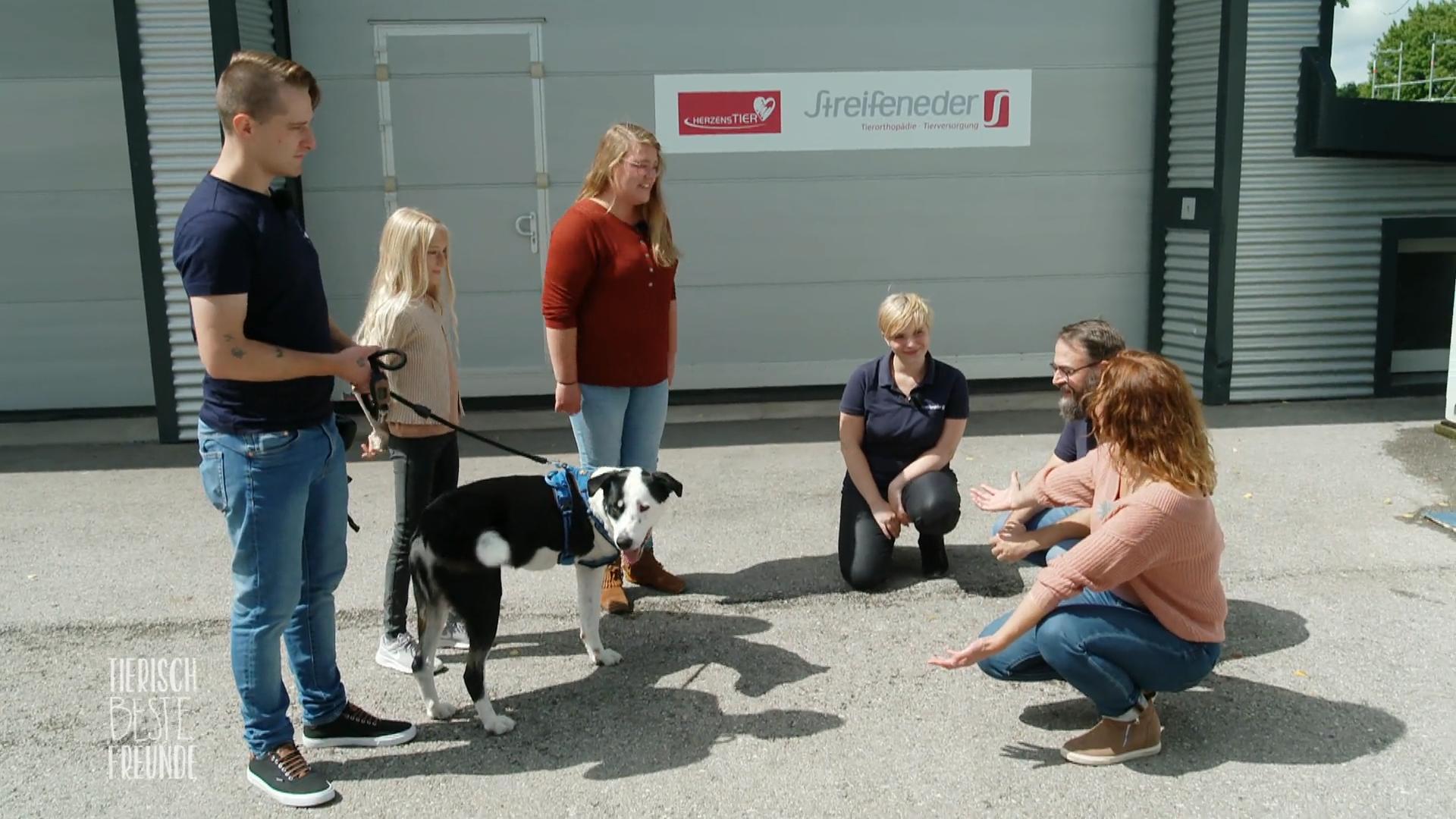 Rüde Ludiwg wird für eine Prothese vorbereitet