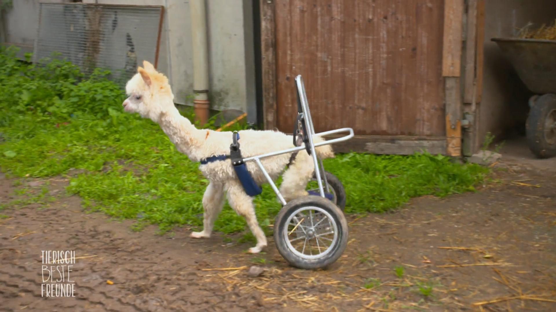 Alpakababy trifft erstmalig auf ihre Artgenossen