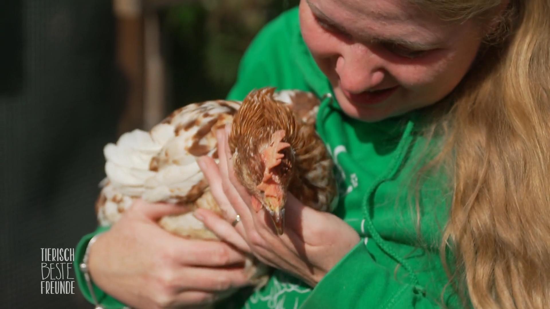 Ein Rollwagen für ein Huhn wird angefertigt
