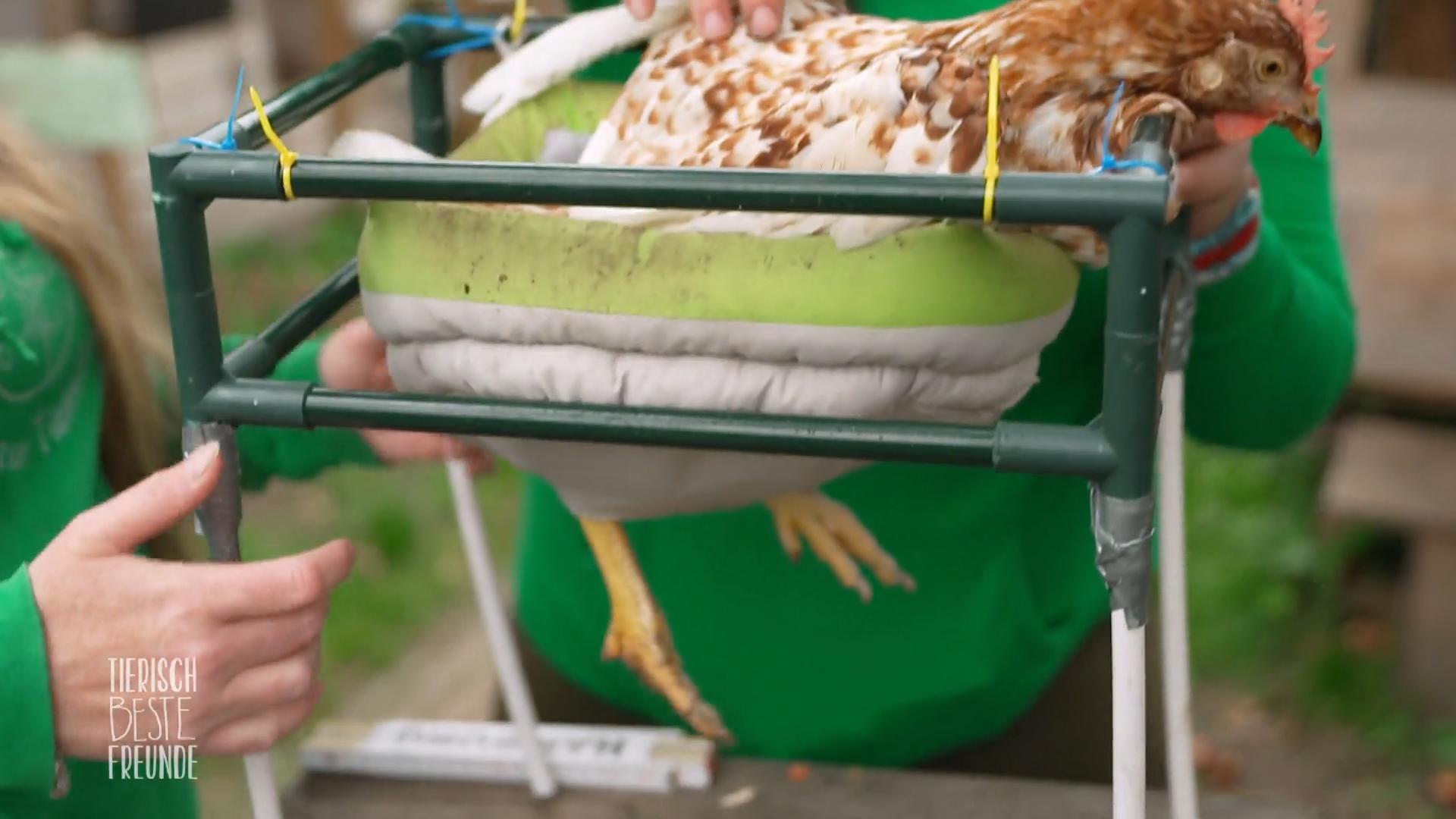 Hühnerdame Princess bekommt Rolli für das zertrümmerte Knie