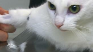  Kater Jeff droht eine Amputation