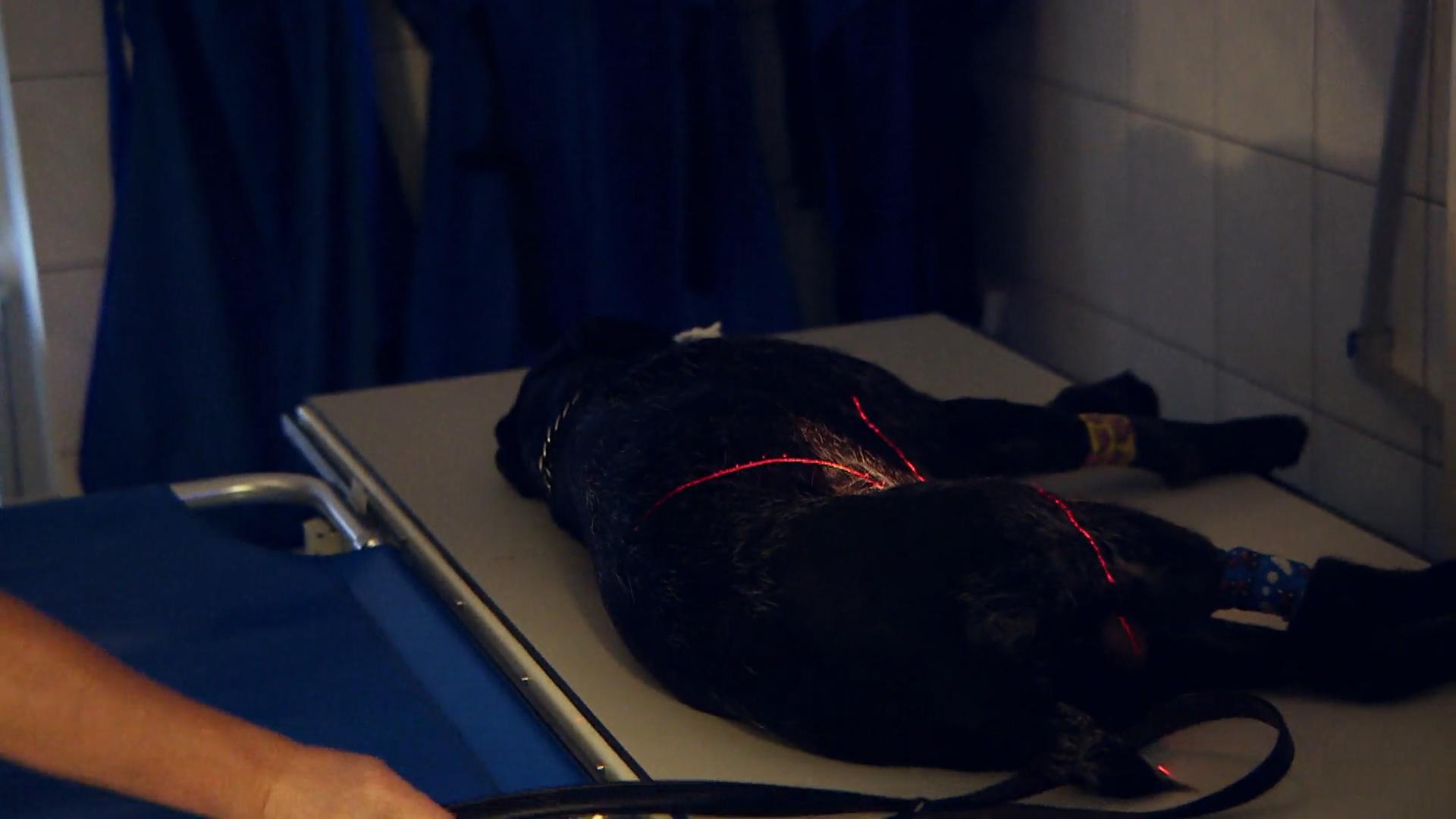 Wildschwein verletzt Jagdhund