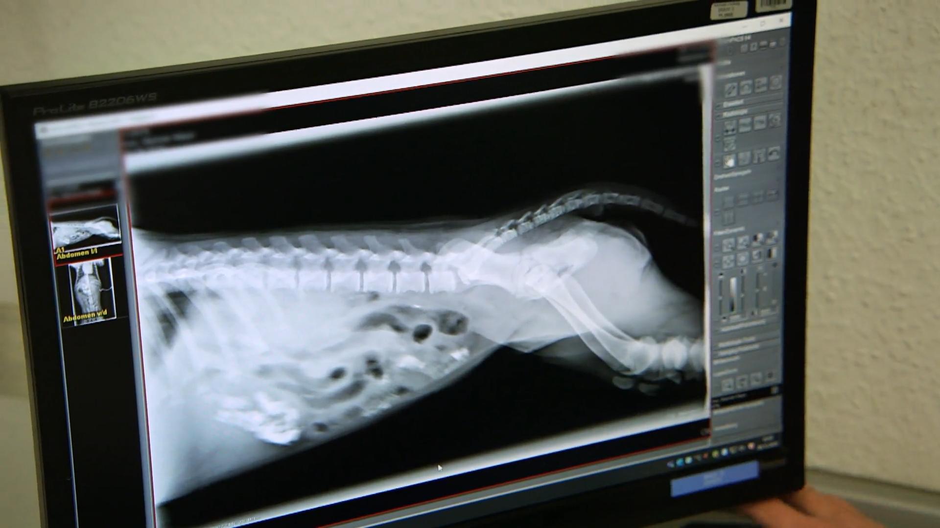 Was ist los mit Welpe Maja?