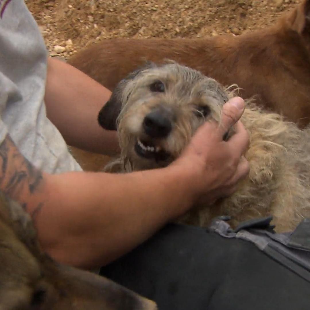 Felix fällt ein trauriger Hund besonders auf