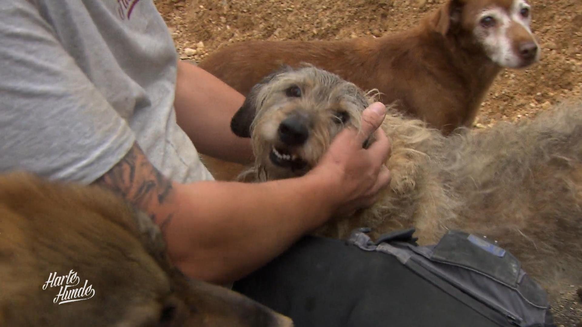 Felix fällt ein trauriger Hund besonders auf