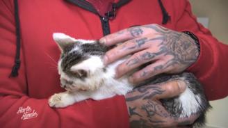 Ein Katzen-Notruf, der Fragen aufwirft