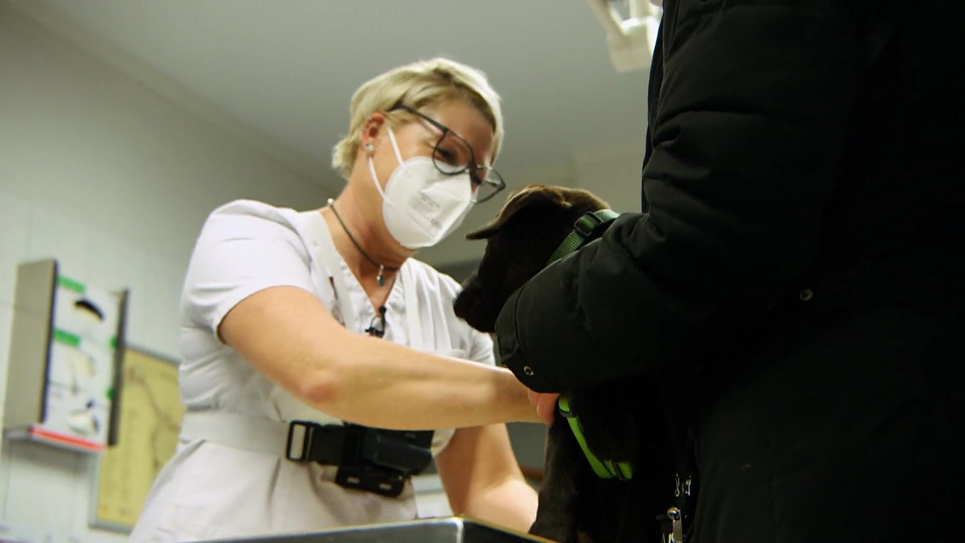 Schäferhund hat Verdauungsprobleme