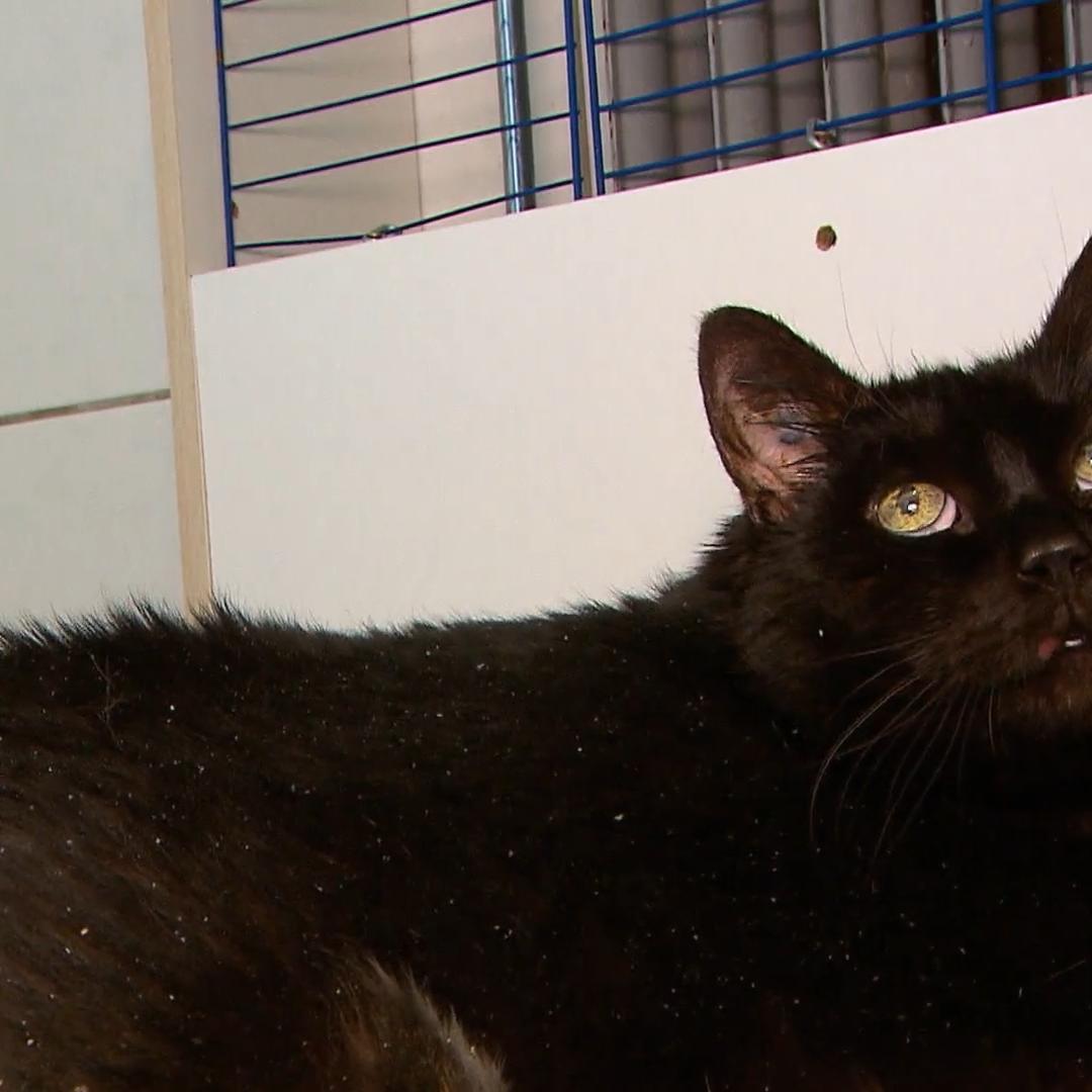 Katze Ebba wurde fast zu Tode gefüttert