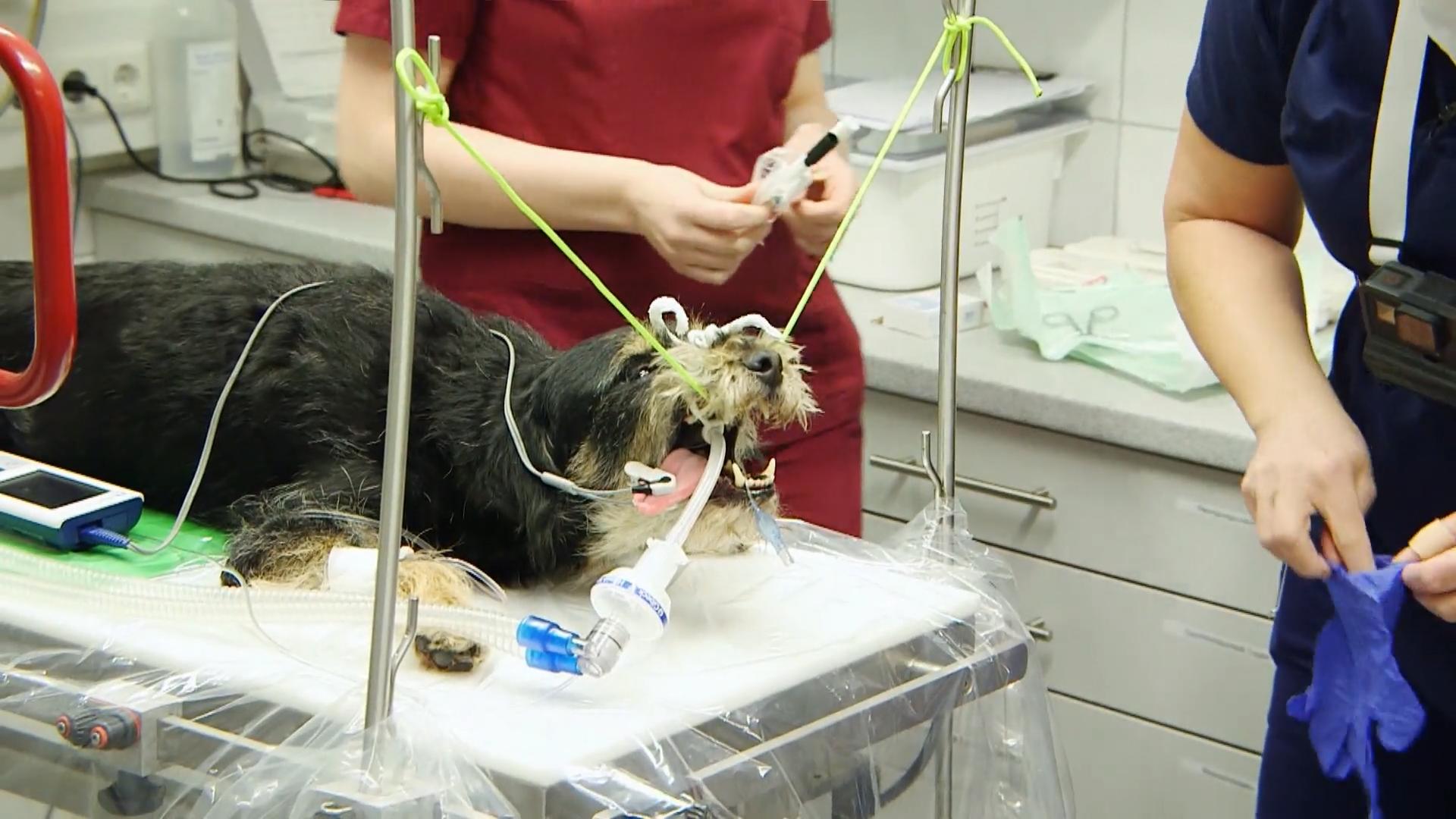 Die Prognose ist leider schlecht