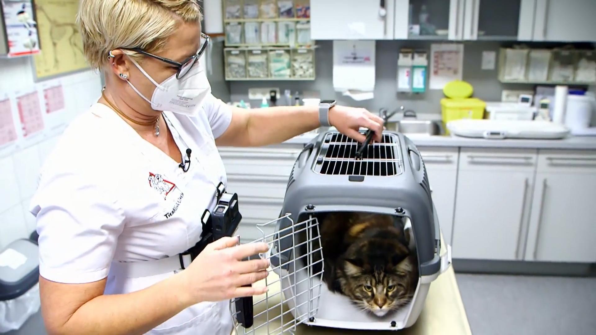 Kater Jojo hat Atembeschwerden