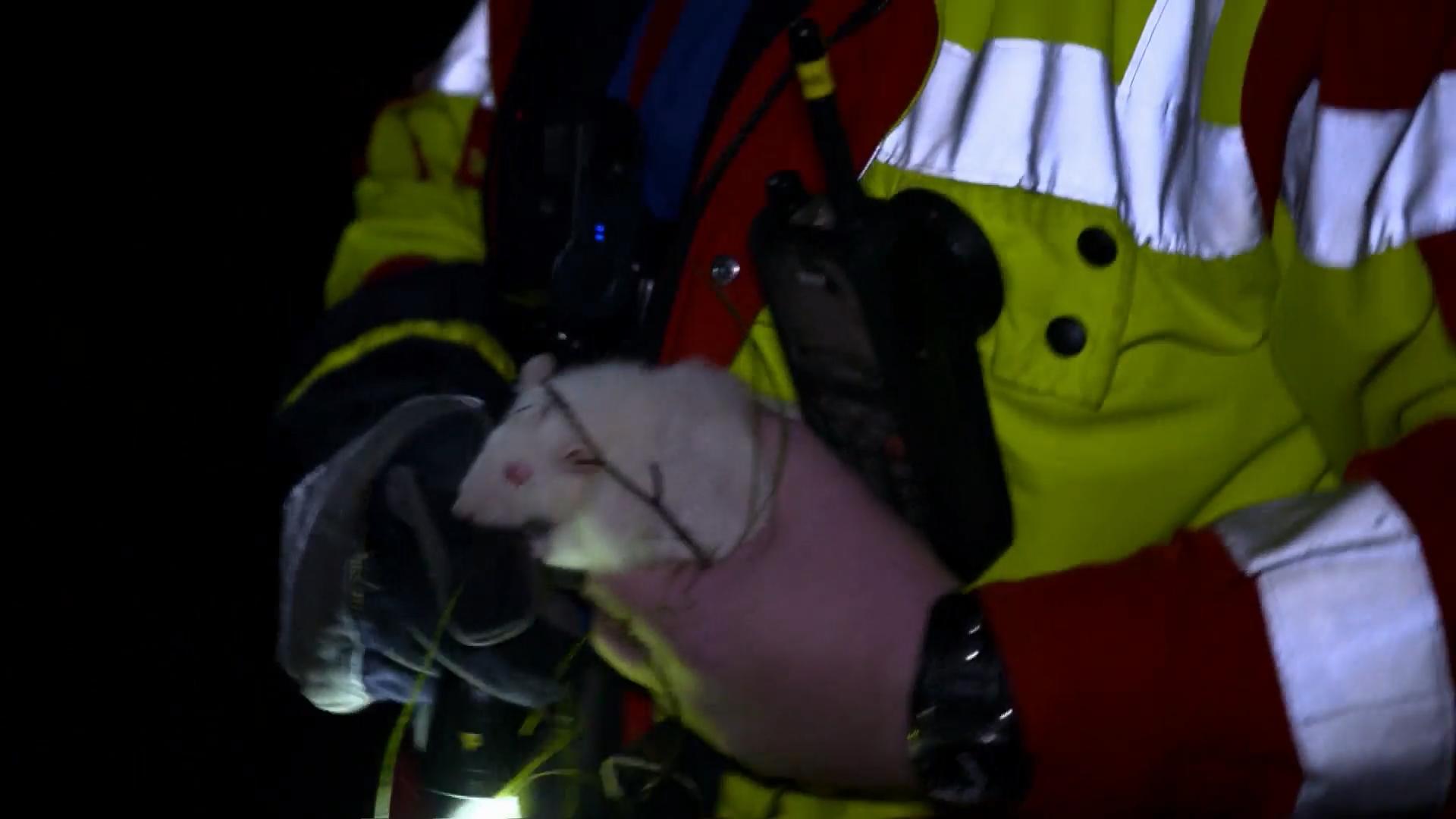 Rettung für zwei Hausratten