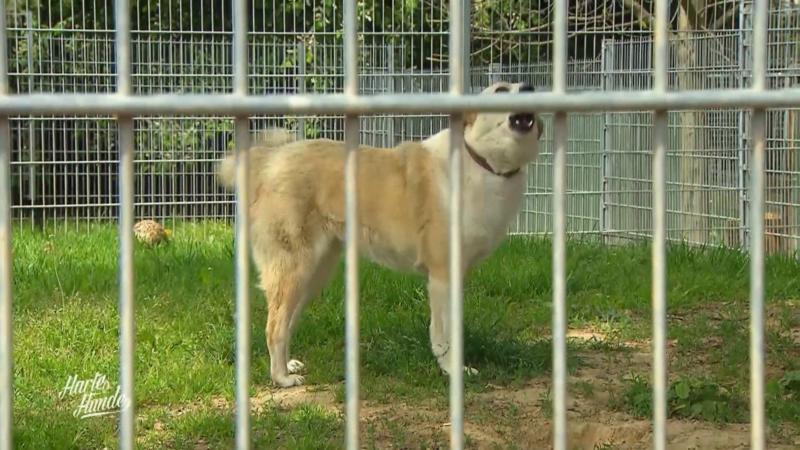 Das Tierheim Kehl ist in einer Notlage