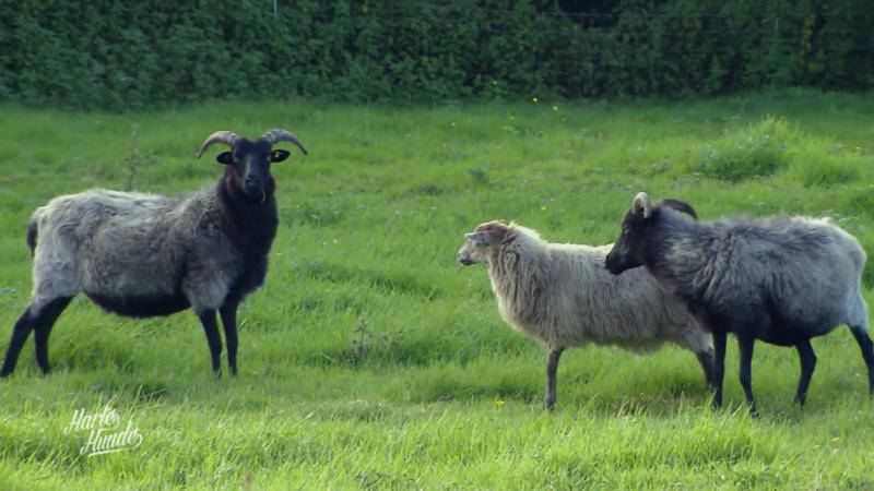 Drei Heidschnucken suchen ein ZUhause