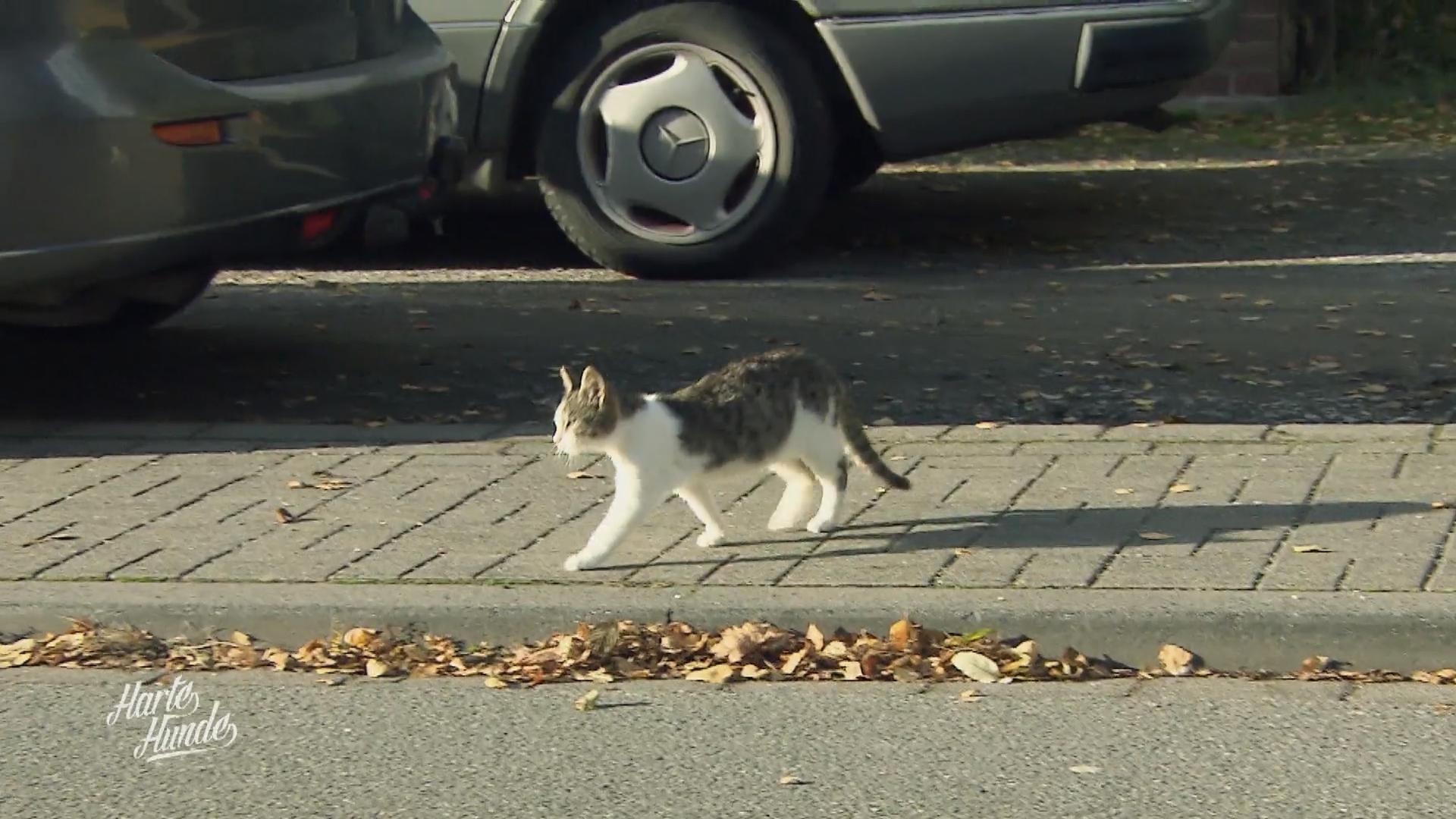 Auf dem Lebenshof sollen auch Katzen einziehen