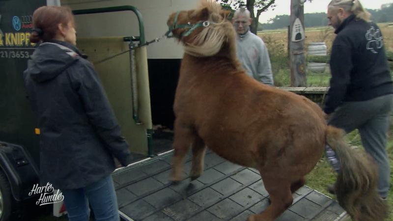 Pony Bärchen will nicht in den Hänger