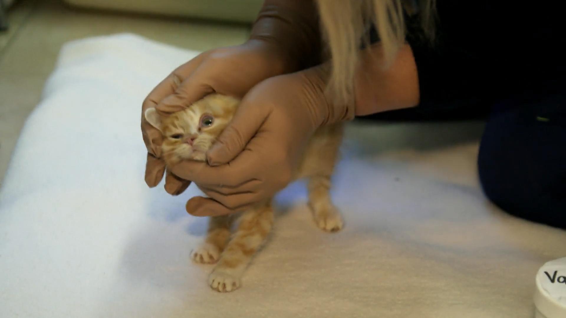 Eine kleine Fundkatze mit Fieber