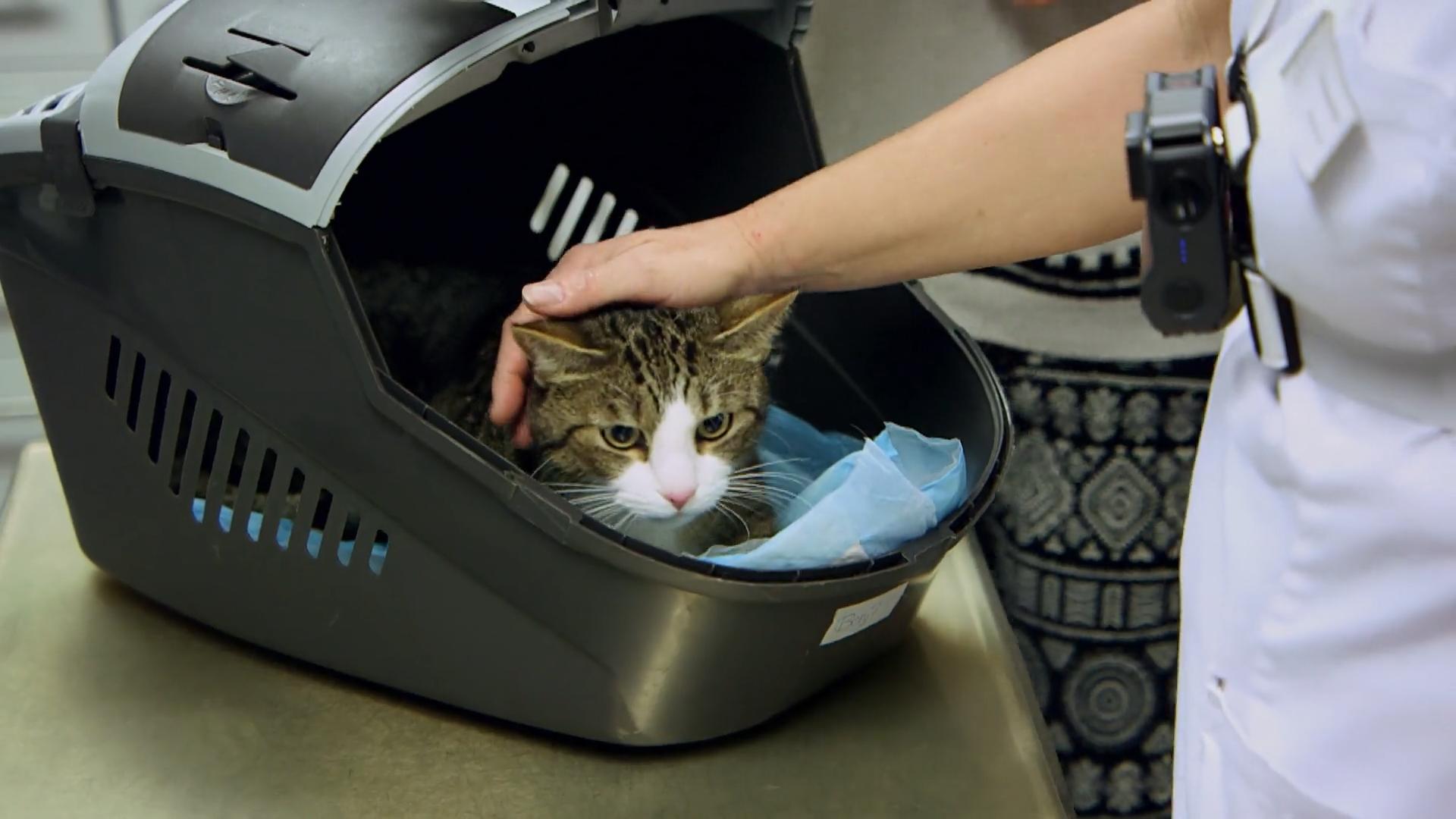 Der Kater hatte vermutlich einen Unfall