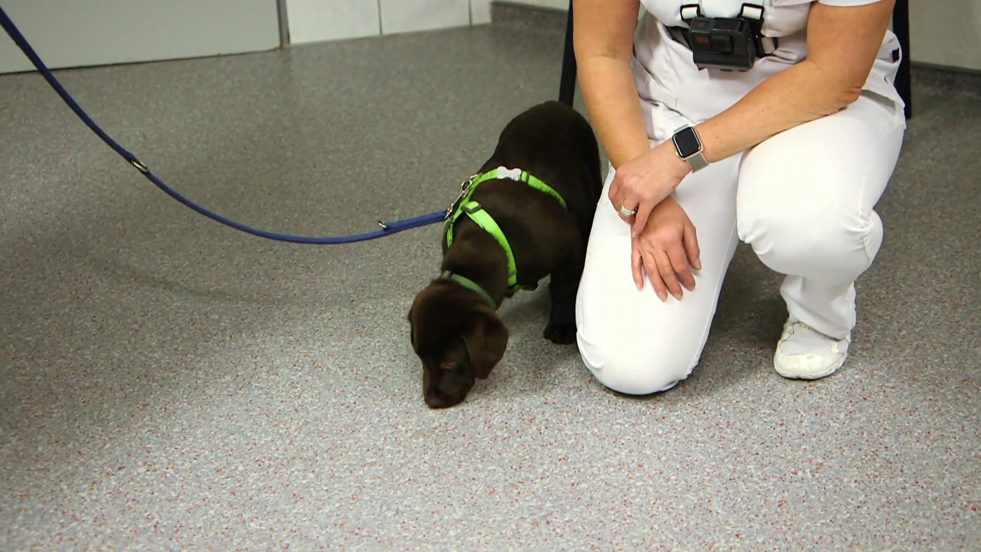 Welpe Balou bei seinem ersten Tierarzt Besuch